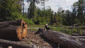Best Tree Preservation Services  in Calcium, NY