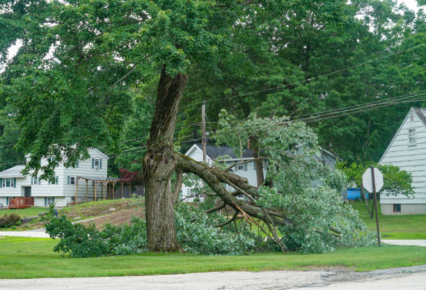 Best Tree Risk Assessment  in Calcium, NY