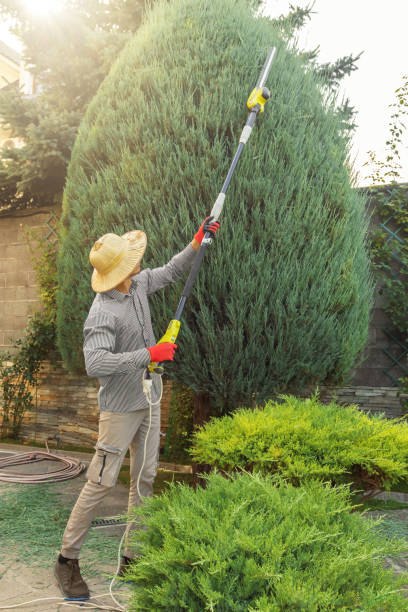 Best Palm Tree Trimming  in Calcium, NY