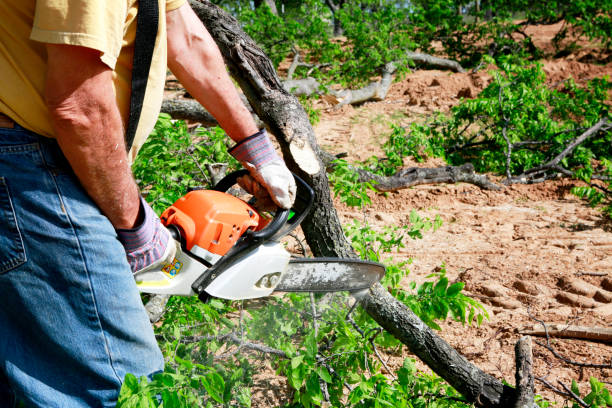 Best Lawn Drainage Solutions  in Calcium, NY